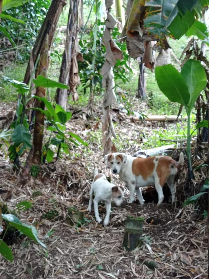 Alojamiento Rural Jardin Consentido 외부 사진
